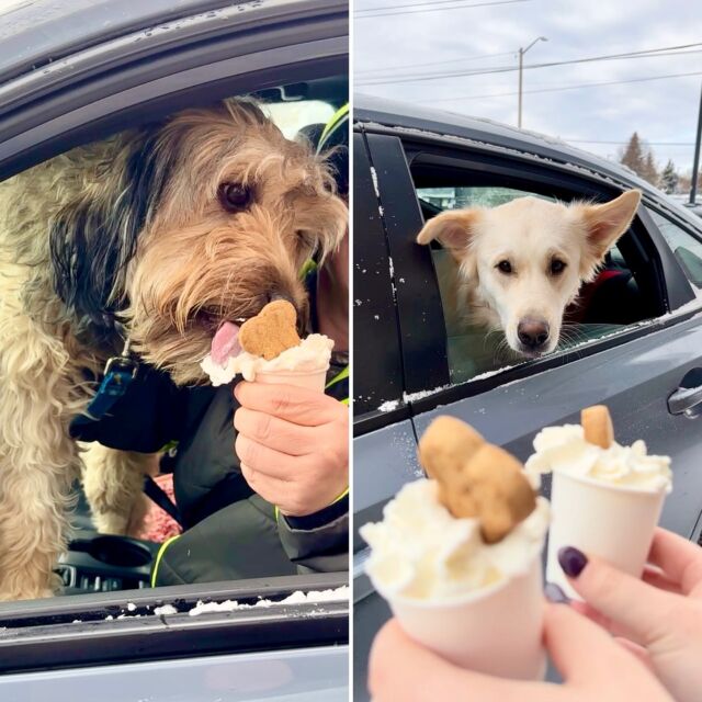 Kai and Finn know what’s what and came through for a puppaccino!  Don’t forget the heart cookies 💕for your human!
.
#dogsindrivethru #weloveyourpets #puppaccino #local #lovelocal #sudbury