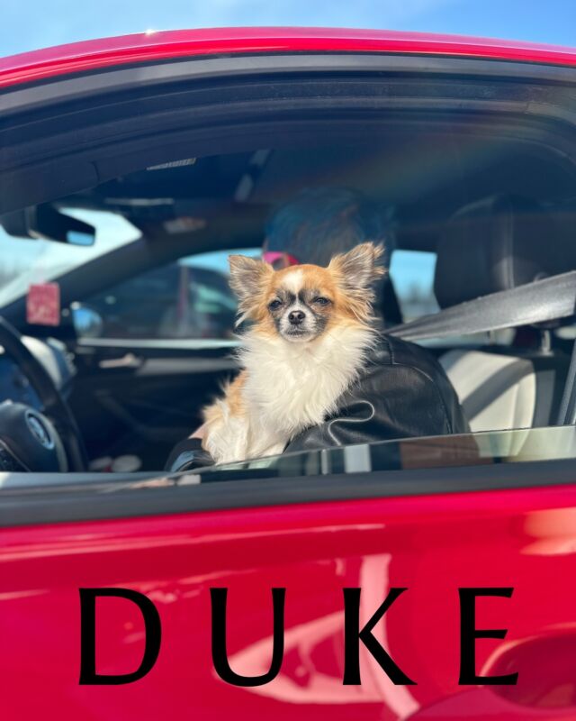 This handsome pooch visited our drive thru and made our day! 🐾❤️ #salutedrivethru #weloveyourpets #lovelocal